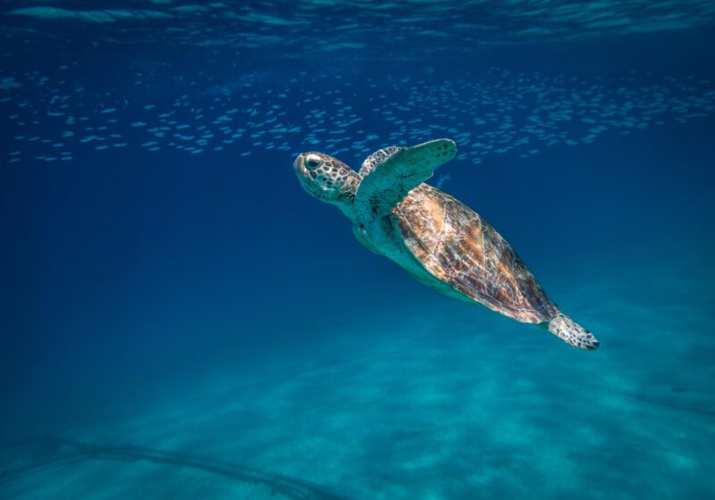 Sea Turtle Palawan Philippines